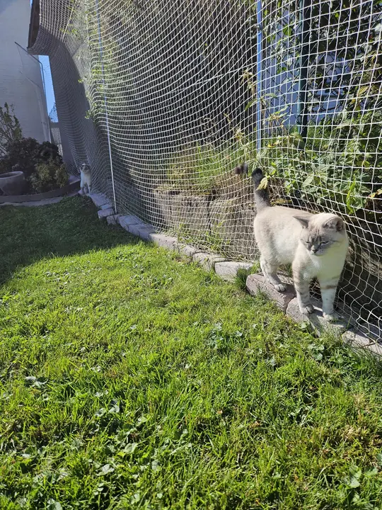 Cat standing by the cat net along the garden fence