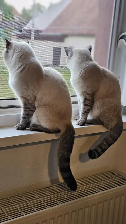 Two cats watching out of a window