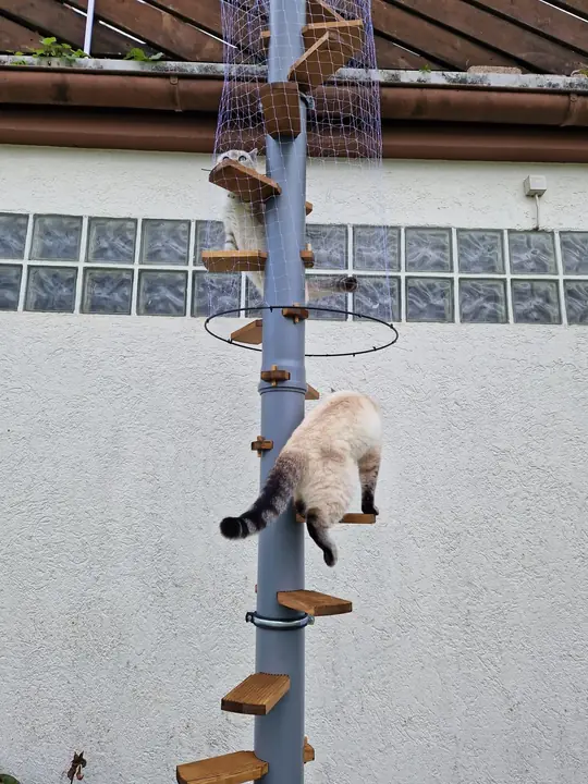 A cat climbing down the ladder below the net tunnel
