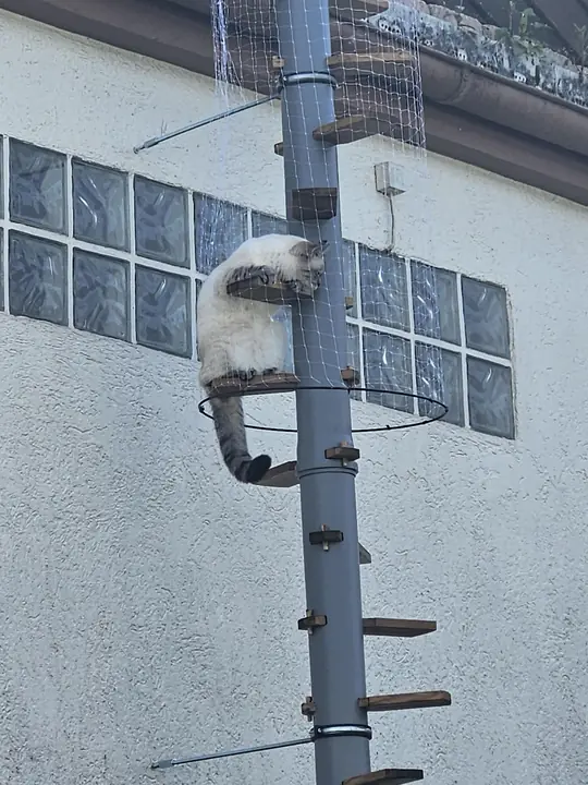 A cat resting on a step near the top of the ladder