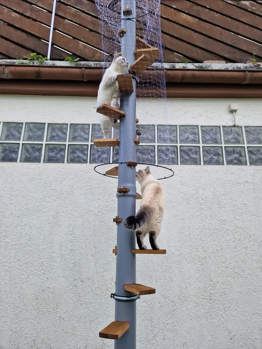 Both cats climbing the cat ladder